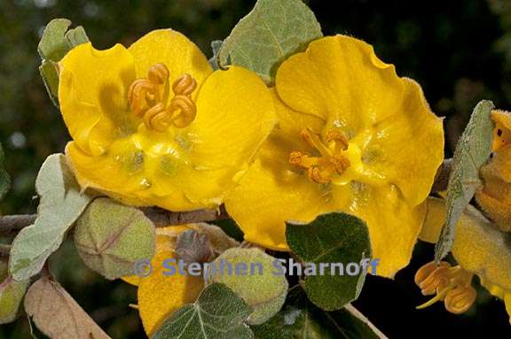 fremontodendron californicum 2 graphic